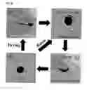 Fig. 10 - Antibacterial cryogel and porous hydrogel, their preparation method, and their use for disinfecting water