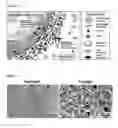 Fig. 13 - Antibacterial cryogel and porous hydrogel, their preparation method, and their use for disinfecting water