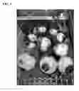 Fig. 02 - Pasteurization System for Root Vegetables