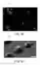 Fig. 17 - Bioresorbable self-folding tools for surgery, single cell capture and manipulation