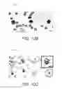Fig. 19 - Bioresorbable self-folding tools for surgery, single cell capture and manipulation