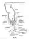 Fig. 30 - CLOSURE DEVICE AND METHOD