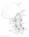 Fig. 10 - Articulating spinal rod system