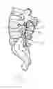 Fig. 02 - Multi-axial spinal fixation system