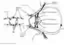 Fig. 01 - Reprogrammable tuneable liquid crystal lens intraocular implant and methods therefor