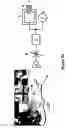 Fig. 42 - Methods and Materials for an Artificial Voice Prosthesis