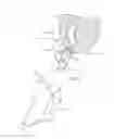 Fig. 03 - Fecal matter containment device