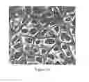 Fig. 05 - Absorbent article with three-dimensional film for liquid distribution