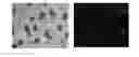 Fig. 01 - METHOD FOR THE PREPARATION OF DEGRADABLE MICROGEL PARTICLES, AND MICROGEL COMPOSITIONS THEREOF