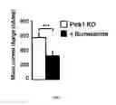 Fig. 03 - Modulators of intracellular chloride concentration for treating neurodegenerative diseases with Parkinsonian Syndromes