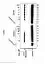Fig. 13 - Small molecular inhibitors of RAD51 recombinase and methods thereof