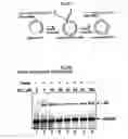 Fig. 27 - Small molecular inhibitors of RAD51 recombinase and methods thereof
