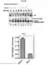 Fig. 28 - Small molecular inhibitors of RAD51 recombinase and methods thereof