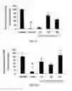Fig. 06 - Compounds and methods for enhancing erythropoiesis