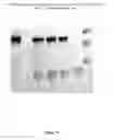 Fig. 56 - CFTR mRNA compositions and related methods and uses