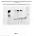 Fig. 58 - CFTR mRNA compositions and related methods and uses