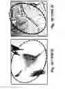 Fig. 07 - Methods and compositions for optimized expansion and implantation of mesenchymal stem cells