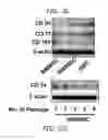 Fig. 09 - HIGH TELOMERASE ACTIVITY BONE MARROW MESENCHYMAL STEM CELLS, METHODS OF PRODUCING THE SAME AND PHARMACEUTICALS AND TREATMENT METHODS BASED THEREON