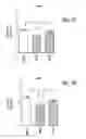 Fig. 19 - HIGH TELOMERASE ACTIVITY BONE MARROW MESENCHYMAL STEM CELLS, METHODS OF PRODUCING THE SAME AND PHARMACEUTICALS AND TREATMENT METHODS BASED THEREON
