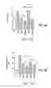 Fig. 33 - HIGH TELOMERASE ACTIVITY BONE MARROW MESENCHYMAL STEM CELLS, METHODS OF PRODUCING THE SAME AND PHARMACEUTICALS AND TREATMENT METHODS BASED THEREON