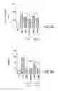Fig. 34 - HIGH TELOMERASE ACTIVITY BONE MARROW MESENCHYMAL STEM CELLS, METHODS OF PRODUCING THE SAME AND PHARMACEUTICALS AND TREATMENT METHODS BASED THEREON