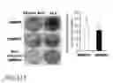 Fig. 40 - HIGH TELOMERASE ACTIVITY BONE MARROW MESENCHYMAL STEM CELLS, METHODS OF PRODUCING THE SAME AND PHARMACEUTICALS AND TREATMENT METHODS BASED THEREON
