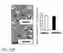 Fig. 41 - HIGH TELOMERASE ACTIVITY BONE MARROW MESENCHYMAL STEM CELLS, METHODS OF PRODUCING THE SAME AND PHARMACEUTICALS AND TREATMENT METHODS BASED THEREON