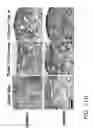 Fig. 43 - HIGH TELOMERASE ACTIVITY BONE MARROW MESENCHYMAL STEM CELLS, METHODS OF PRODUCING THE SAME AND PHARMACEUTICALS AND TREATMENT METHODS BASED THEREON