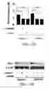 Fig. 44 - HIGH TELOMERASE ACTIVITY BONE MARROW MESENCHYMAL STEM CELLS, METHODS OF PRODUCING THE SAME AND PHARMACEUTICALS AND TREATMENT METHODS BASED THEREON