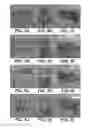 Fig. 07 - UMBILICAL CORD PRODUCTS