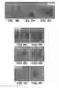 Fig. 08 - UMBILICAL CORD PRODUCTS
