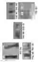Fig. 12 - UMBILICAL CORD PRODUCTS