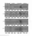 Fig. 13 - UMBILICAL CORD PRODUCTS