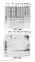 Fig. 21 - UMBILICAL CORD PRODUCTS