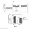 Fig. 03 - METHODS FOR THE PREVENTION OR TREATMENT OF HEART FAILURE
