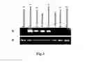 Fig. 04 - Immunity induction agent