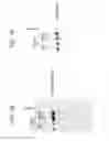 Fig. 02 - Yeast-brachyury immunotherapeutic compositions