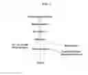 Fig. 08 - Vaccines against pathogenic and methods of using the same