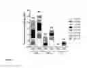 Fig. 09 - Vaccines against hepatitis B virus