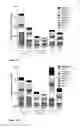 Fig. 13 - Vaccines against hepatitis B virus