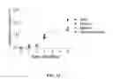 Fig. 13 - Composition, method, and kit for alpha-1 proteinase inhibitor