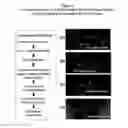 Fig. 05 - Methods and compositions for wound treatment