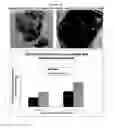 Fig. 12 - Methods and compositions for wound treatment
