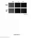 Fig. 07 - Compounds and methods for trans-membrane delivery of molecules