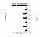 Fig. 13 - Antisense antibacterial compounds and methods