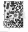 Fig. 17 - Antisense antibacterial compounds and methods