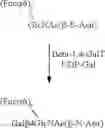 Fig. 41 - CONJUGATES OF A GLYCOPROTEIN OR A GLYCAN WITH A TOXIC PAYLOAD