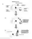 Fig. 05 - Re-directed immunotherapy
