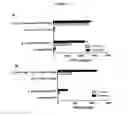 Fig. 15 - Re-directed immunotherapy
