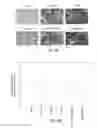 Fig. 05 - Capsid-modified rAAV vectors and methods of use
